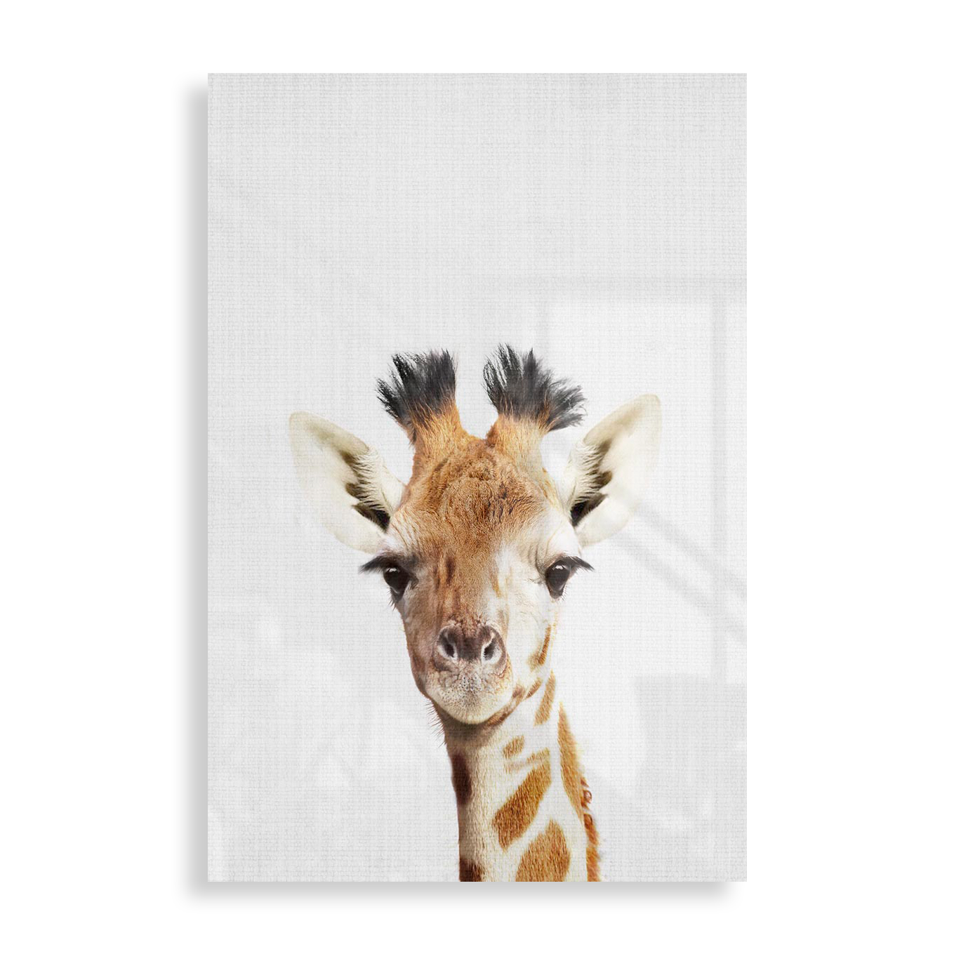 Sød girafunge