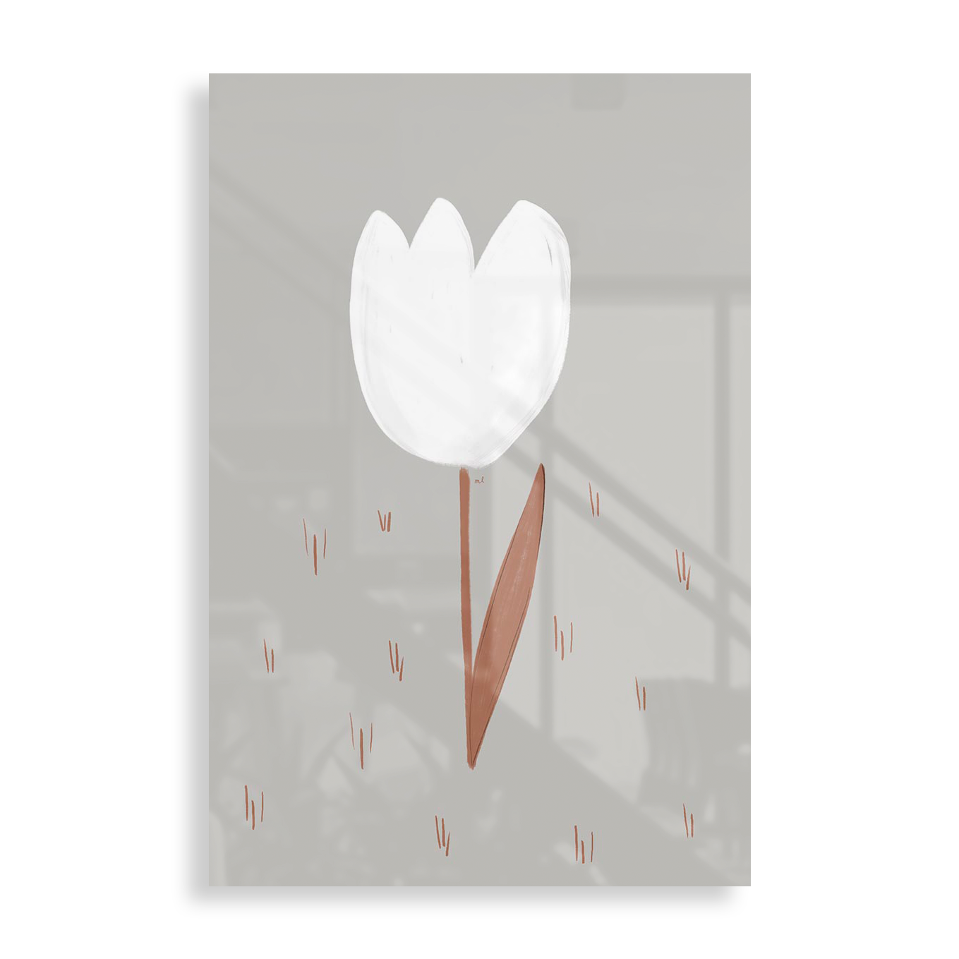 Hvid tulipan