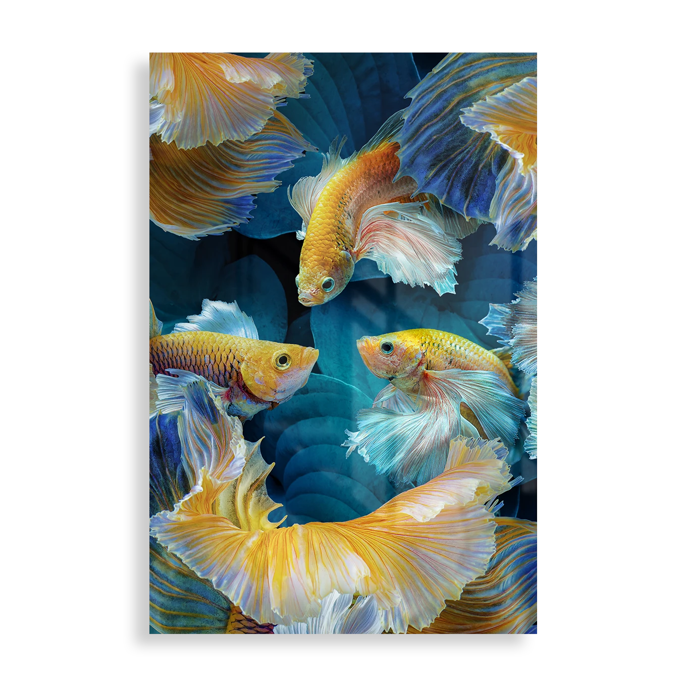 Colorful goldfish