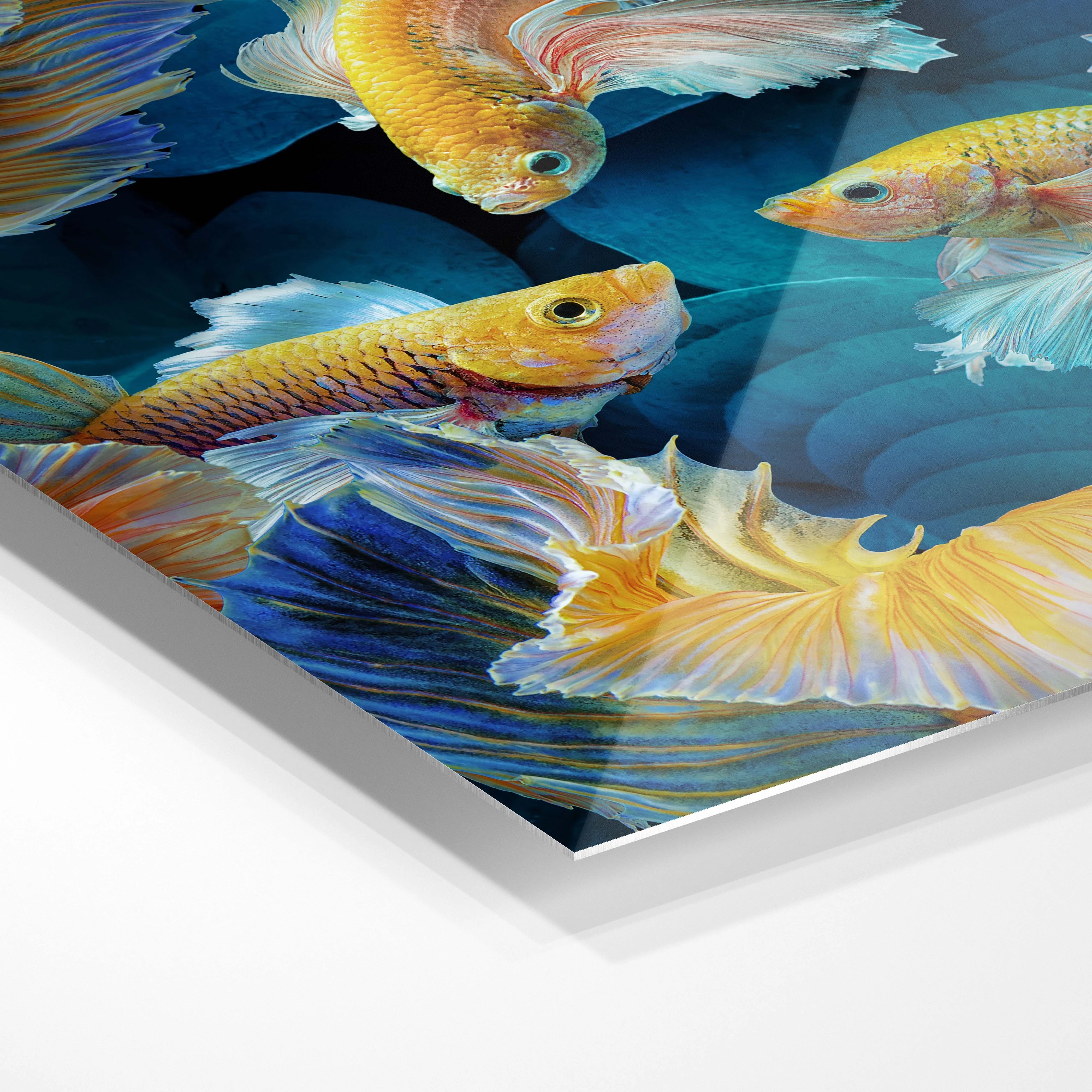 Colorful goldfish