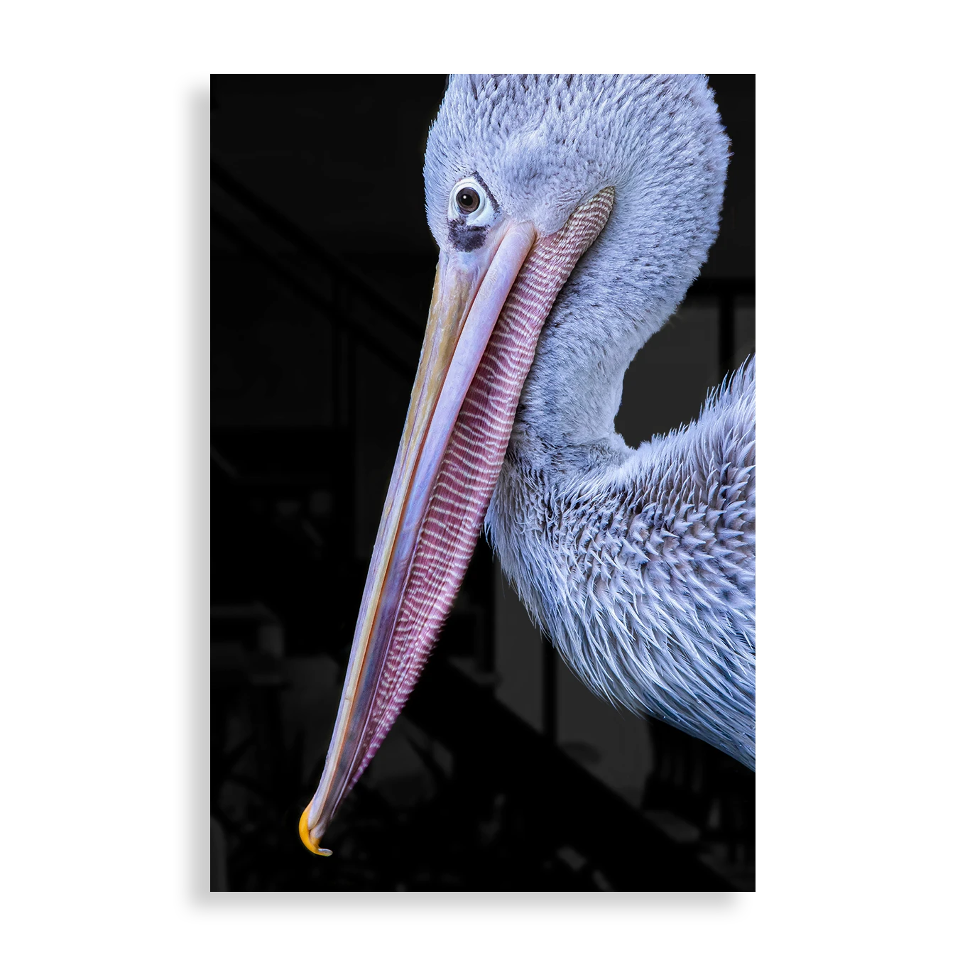 Pelican