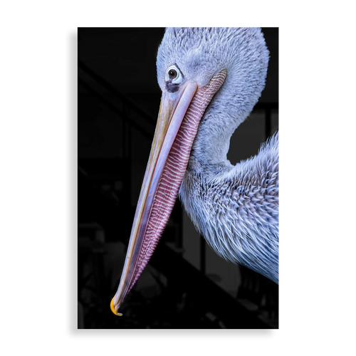 Pelican
