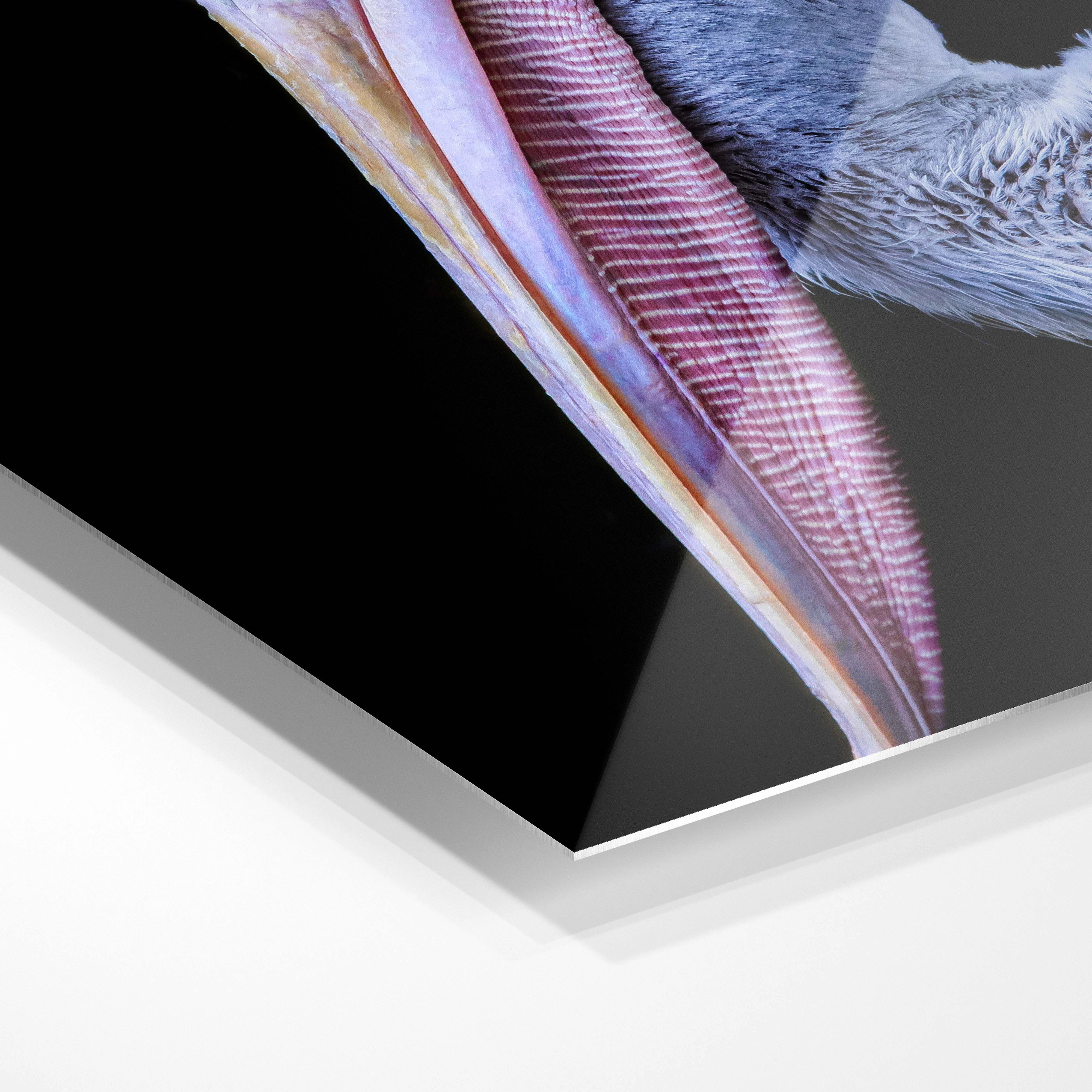 Pelican
