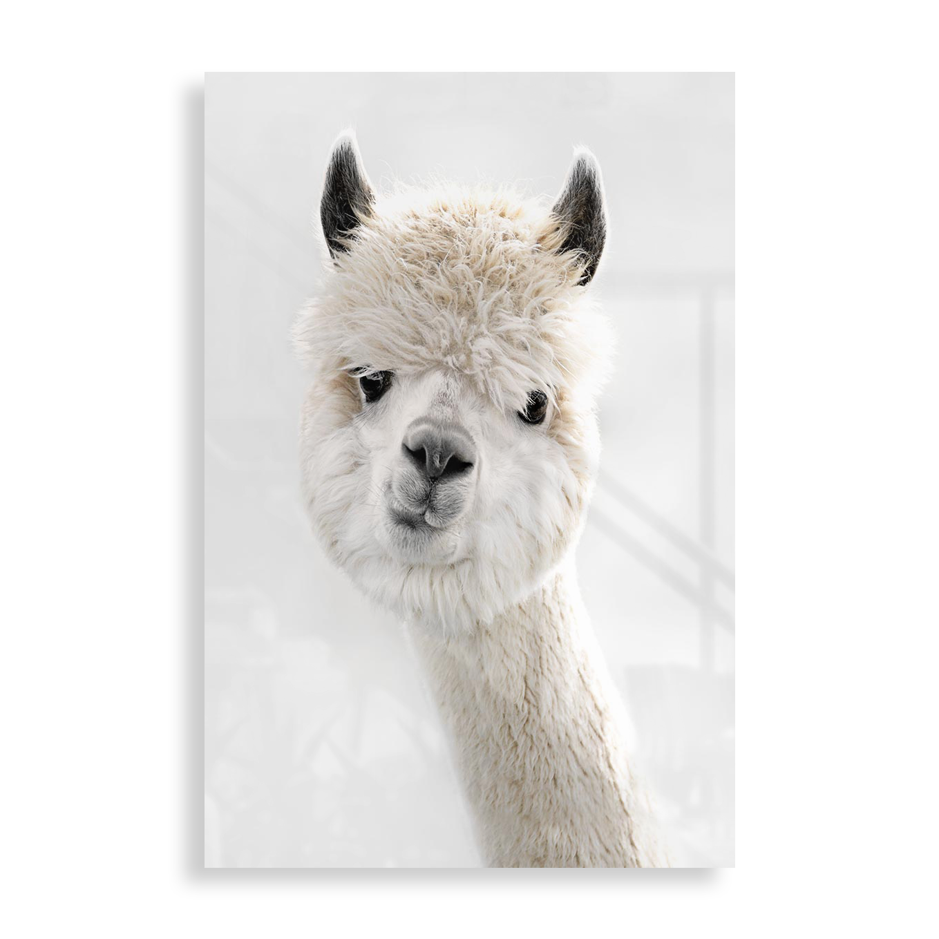Cheeky Alpaca