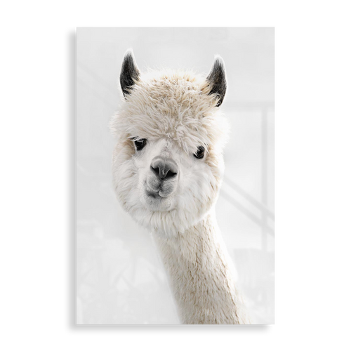Cheeky Alpaca