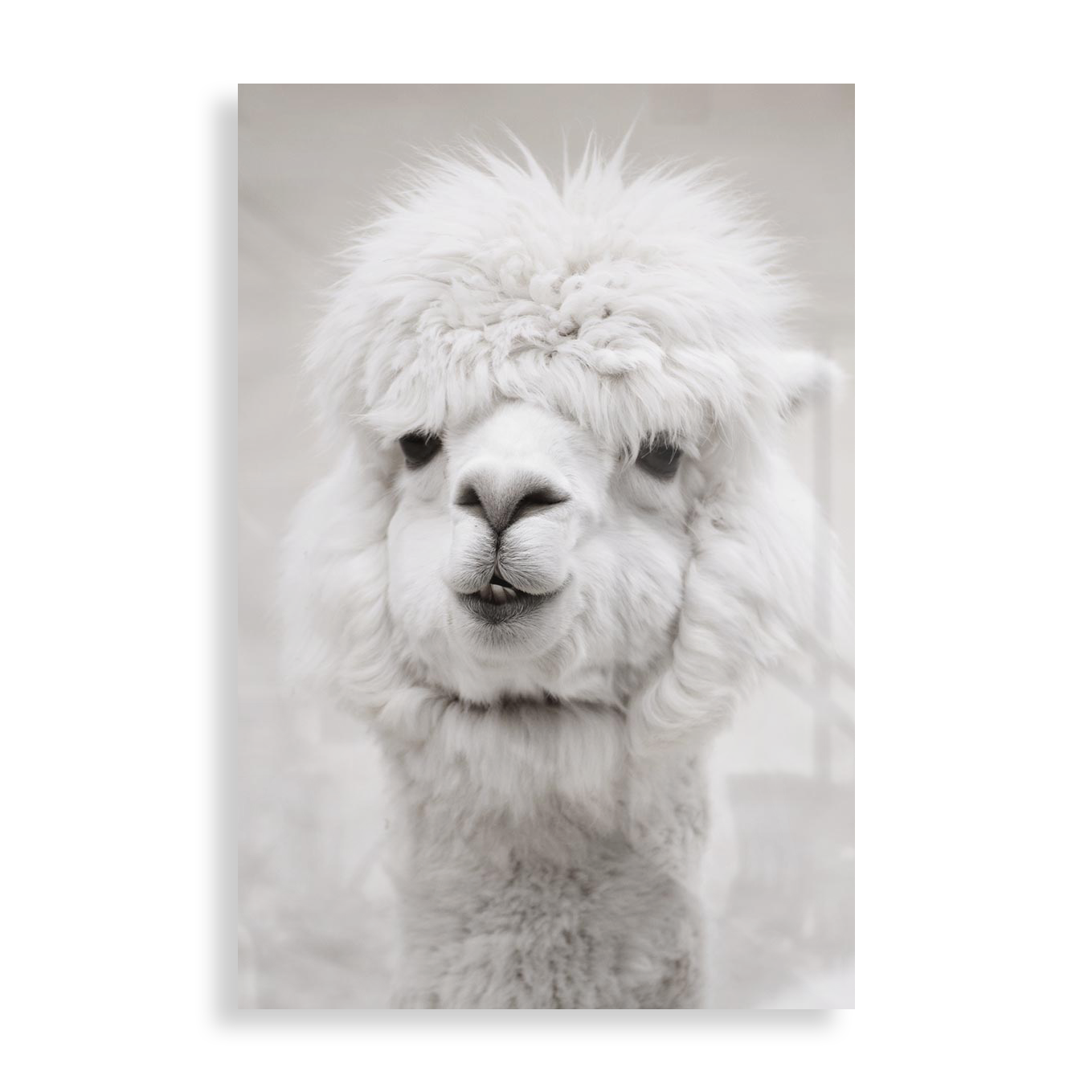 Hvid Alpaca
