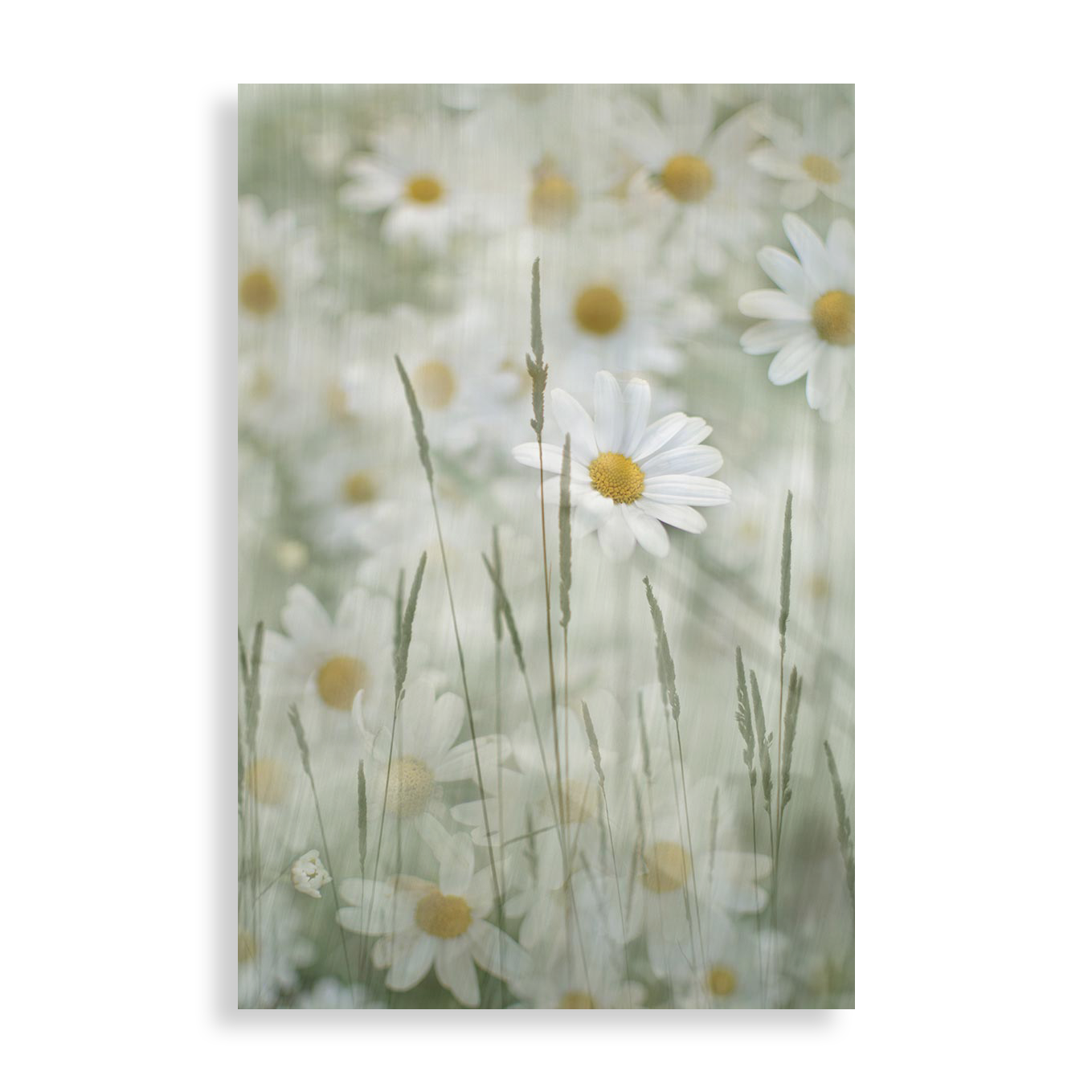 Blomster eng