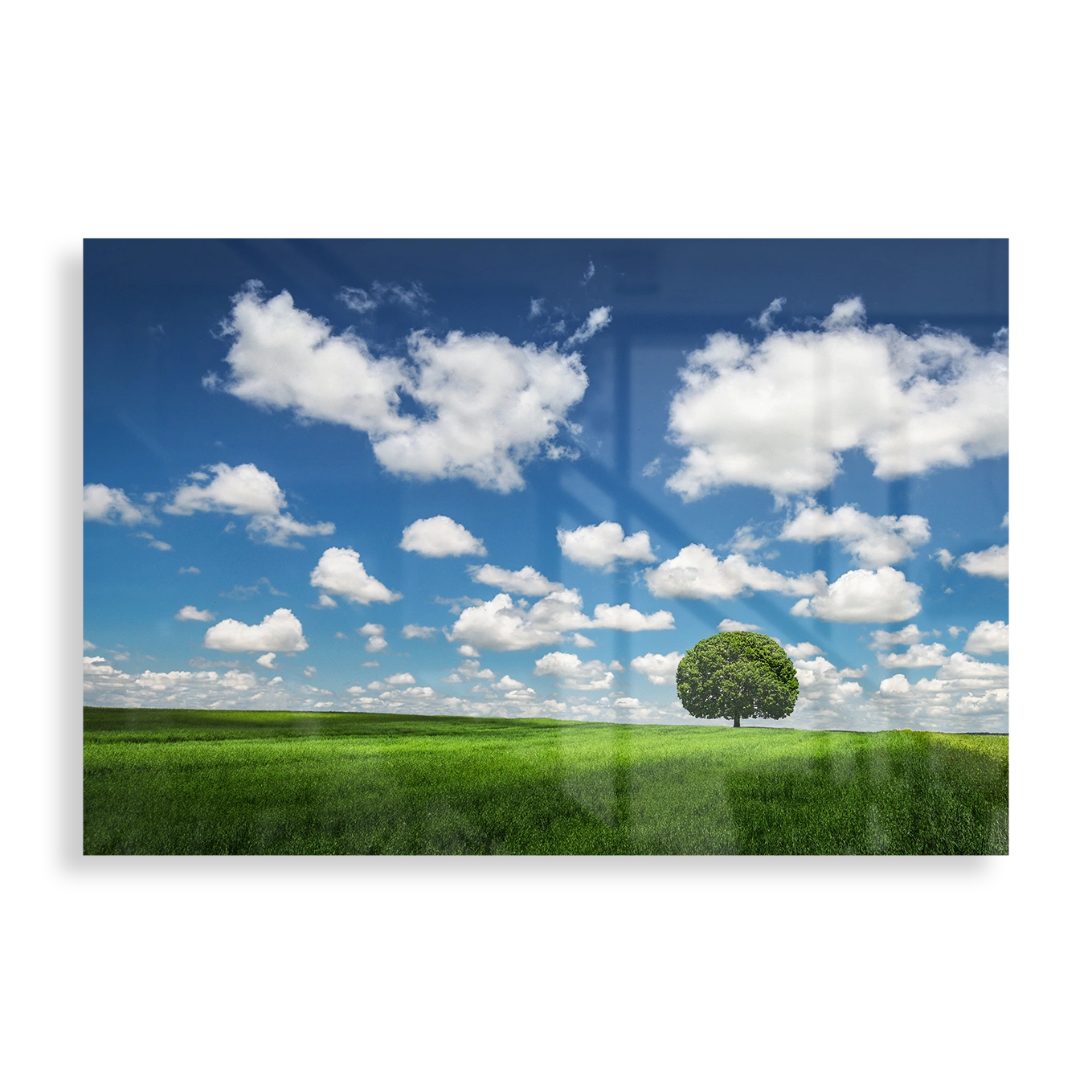 Lonely Tree