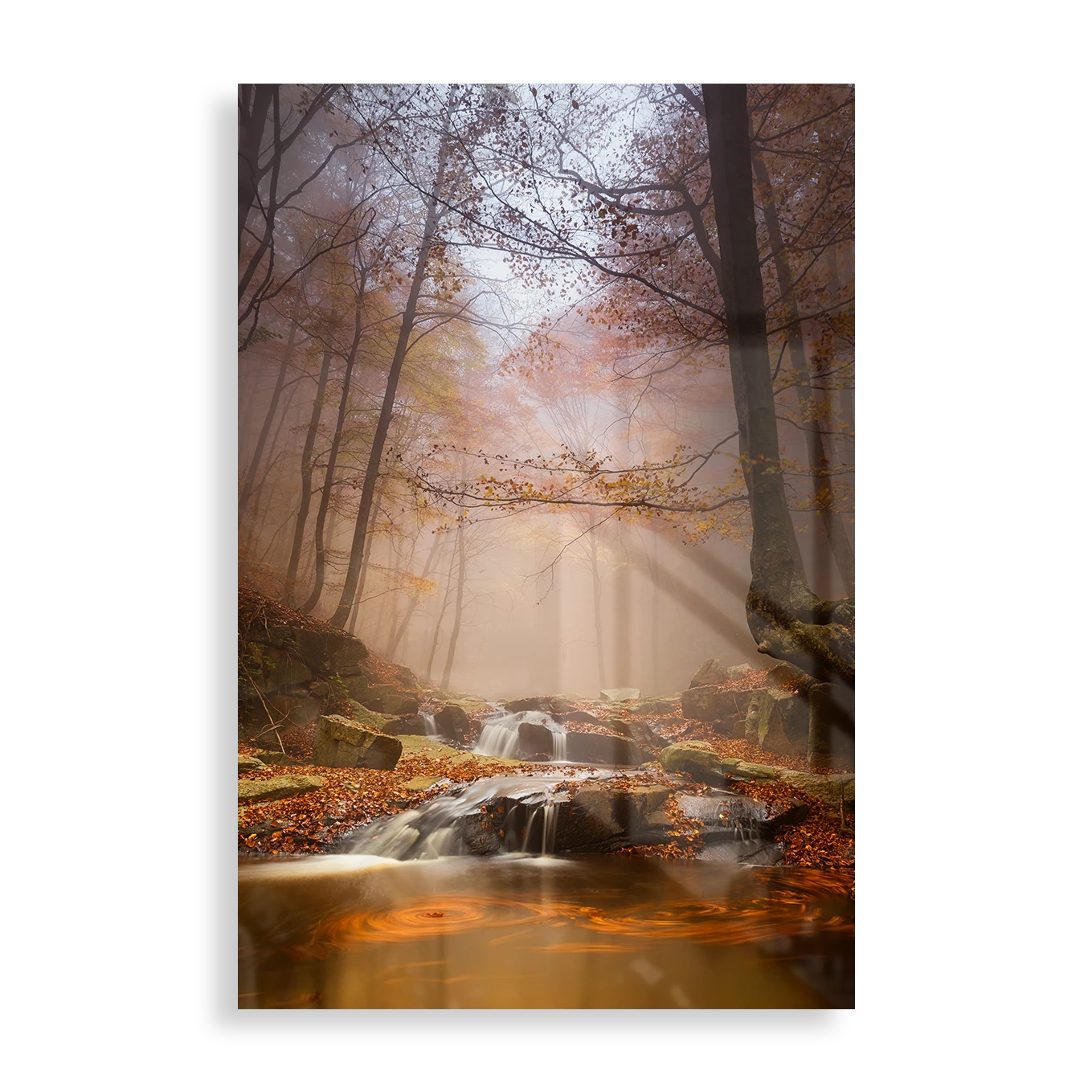 Misty forest