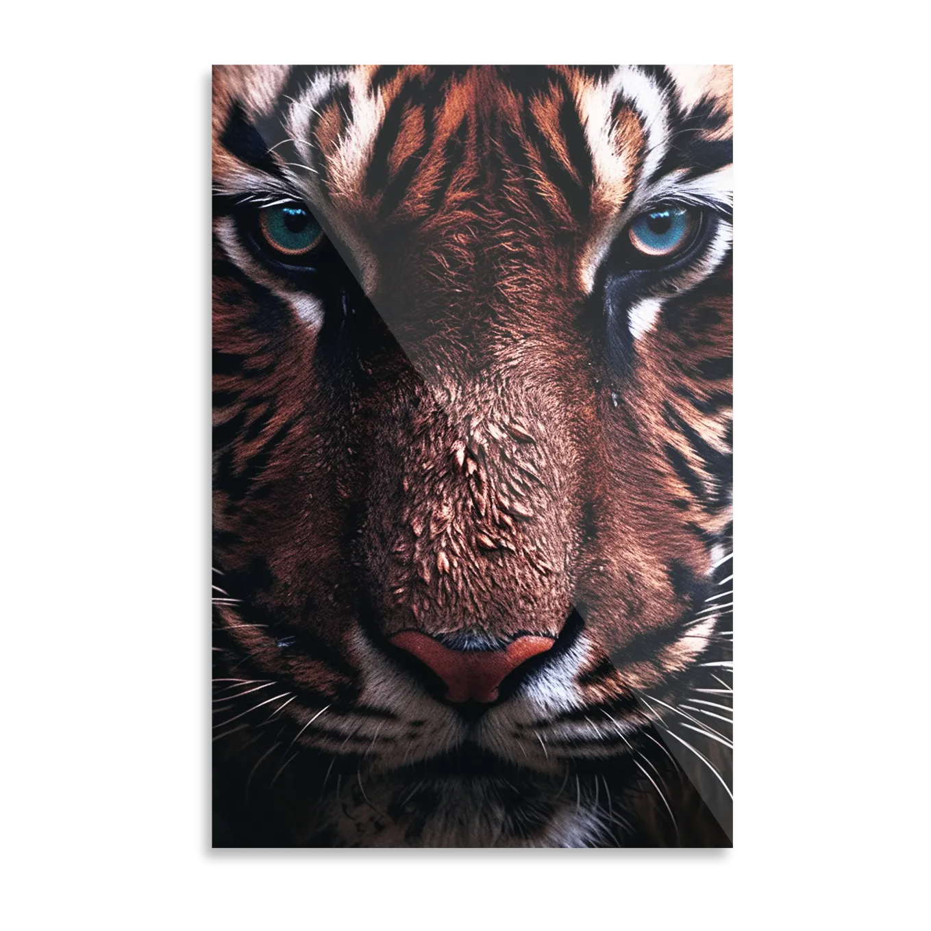 Tiger ansigt