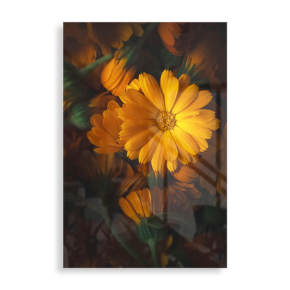 Golden daisy