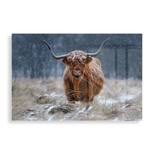 Snowy Highland cow