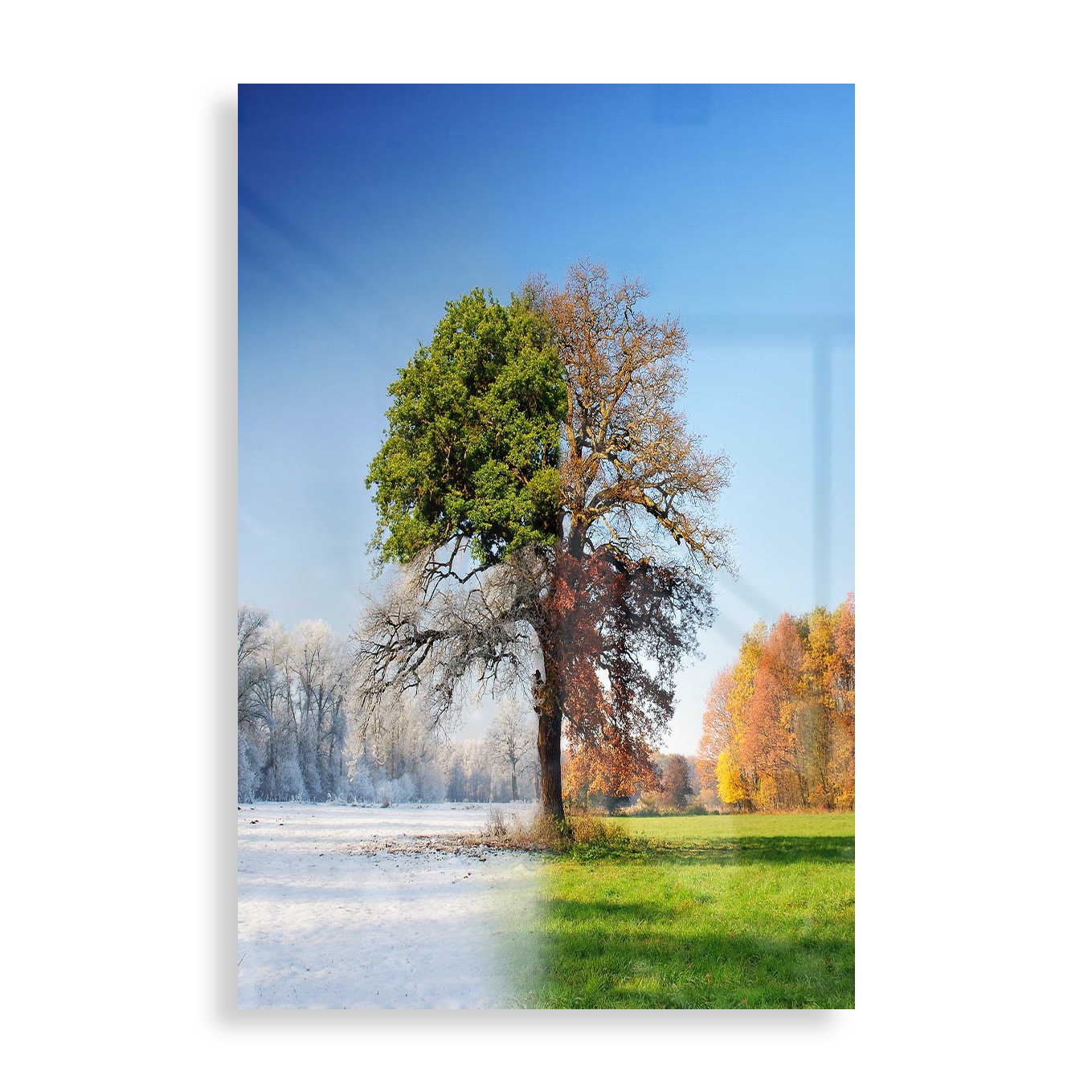 The four seasons tree