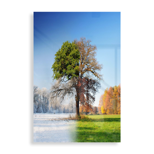 The four seasons tree