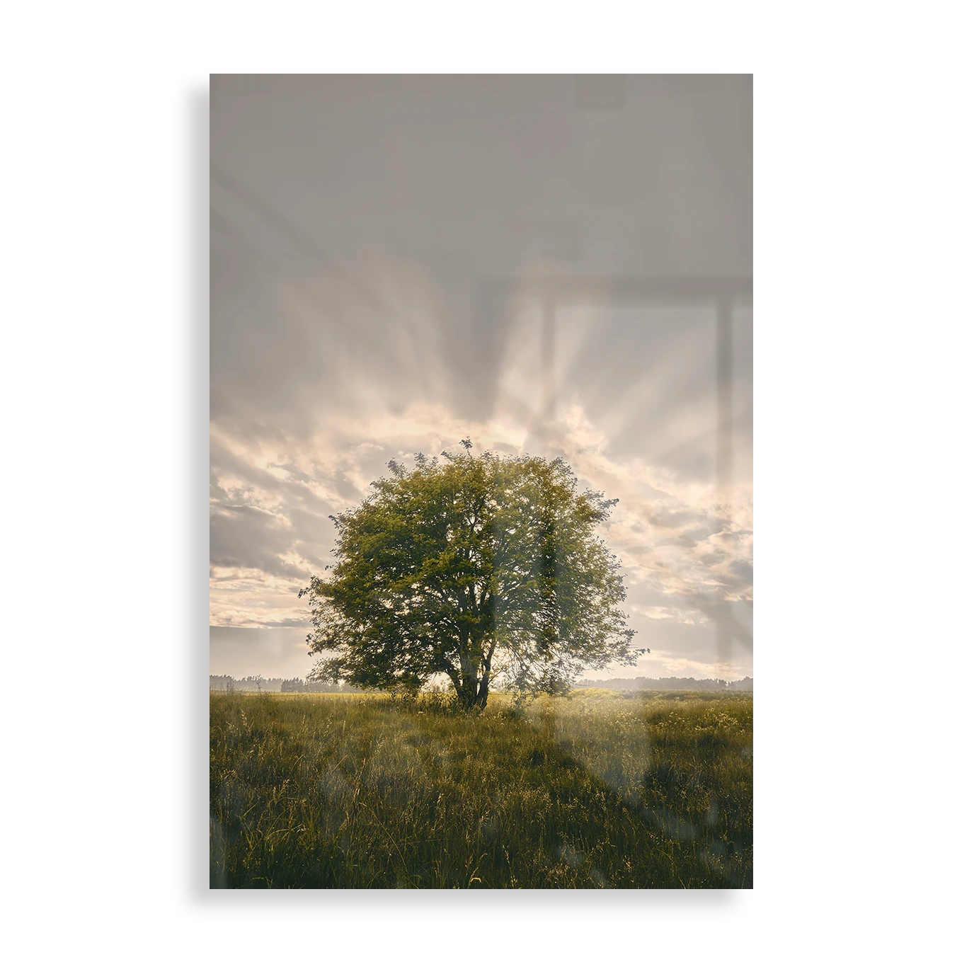 The glowing tree