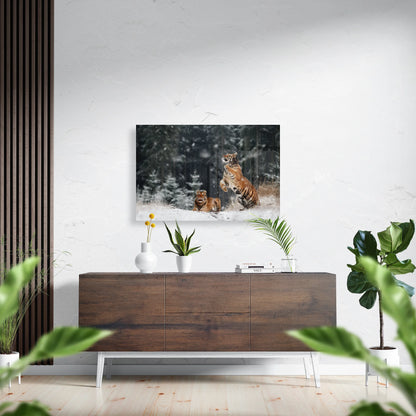 Siberian tigers playing