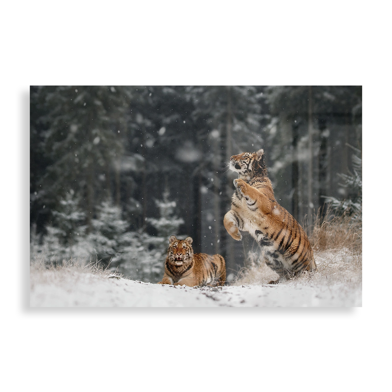 Siberian tigers playing