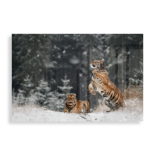 Siberian tigers playing