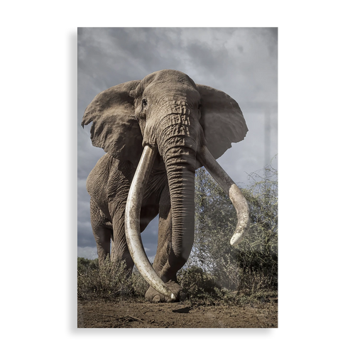 Majestætisk elefant