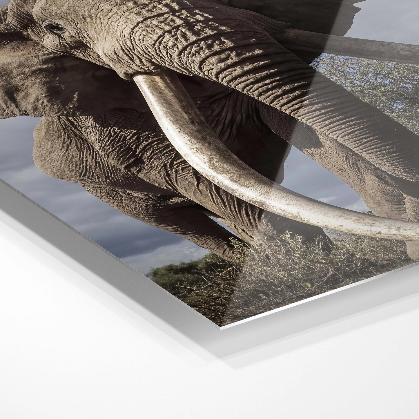 Majestætisk elefant