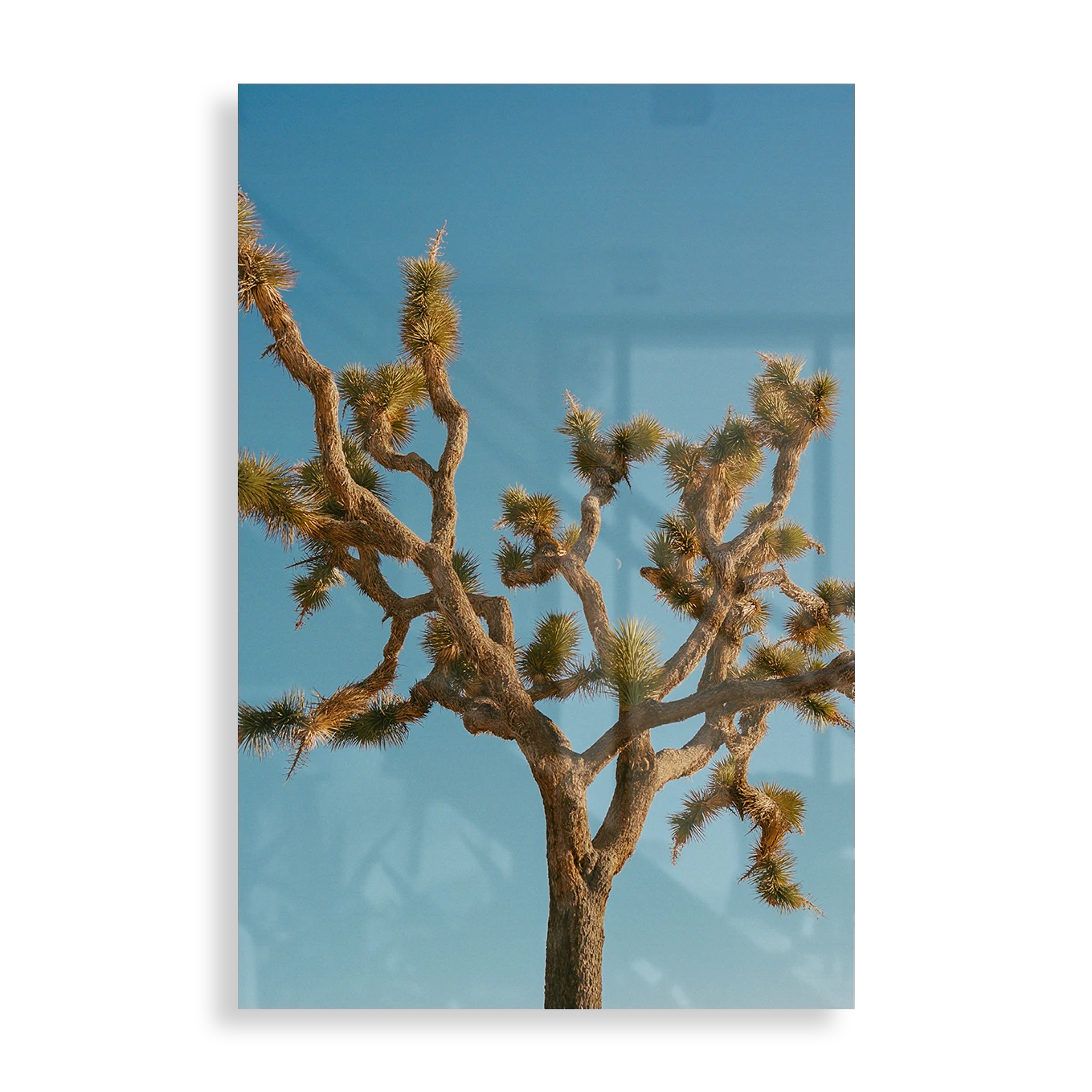 Joshua Tree