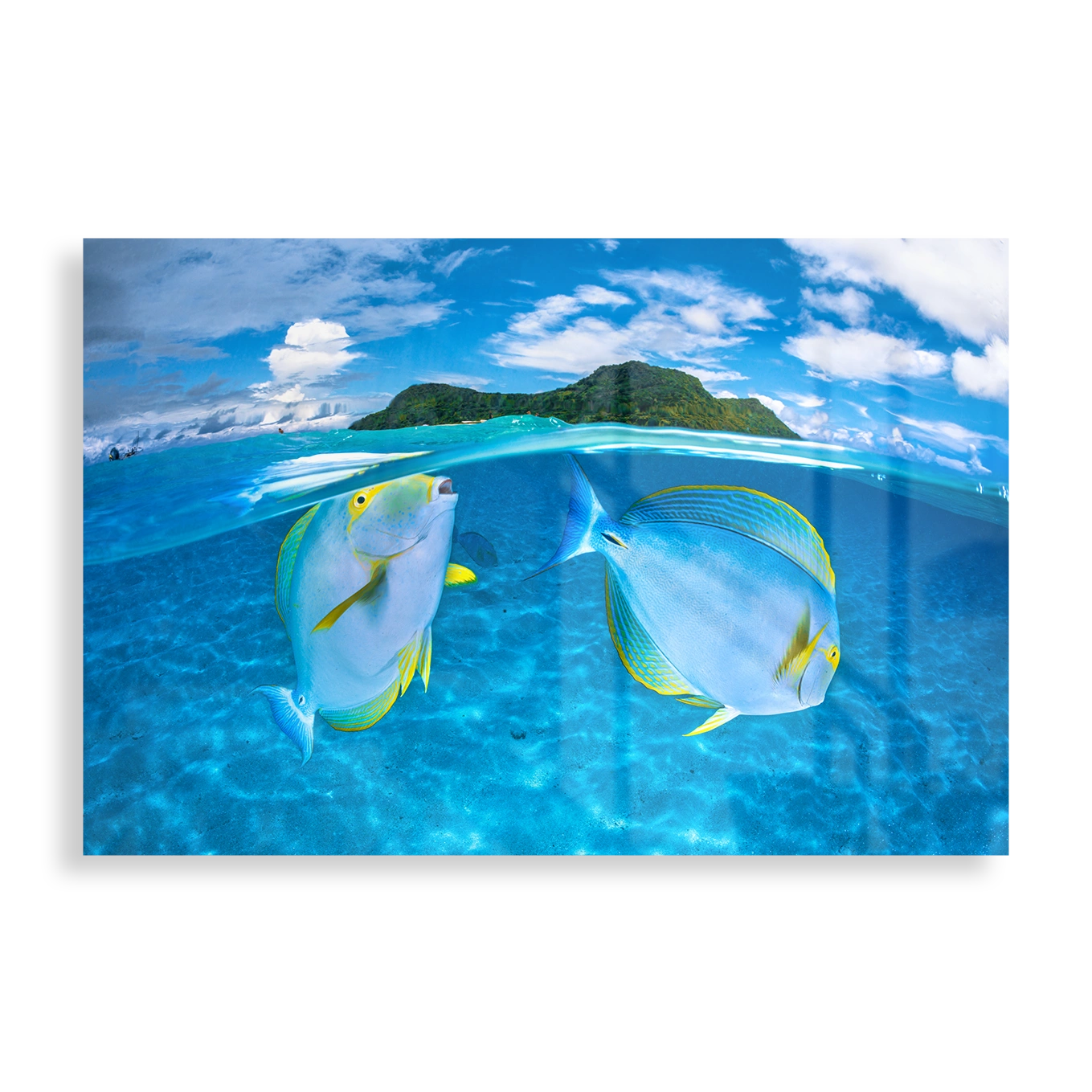 Surgeonfish under water