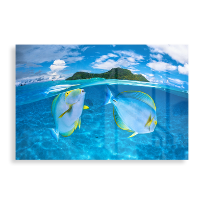 Surgeonfish under water