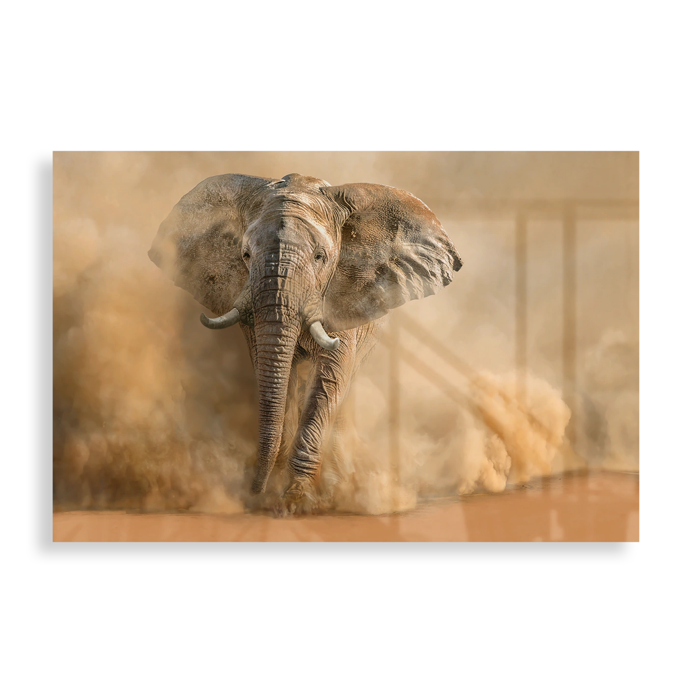 Elephant in the desert