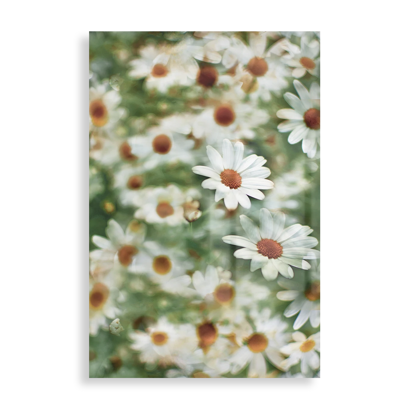 White daisies