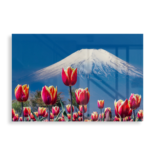 Tulips and Mount Fuji