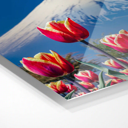 Tulips and Mount Fuji