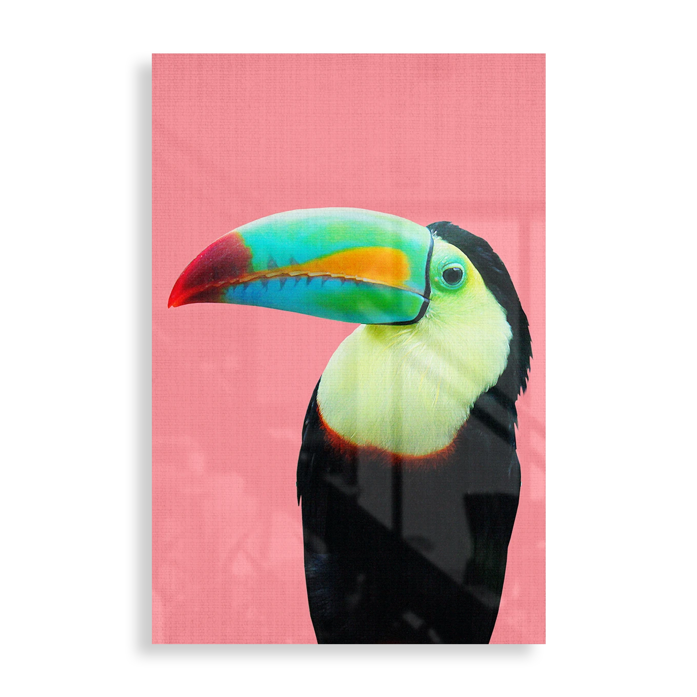 Colourful Toucan