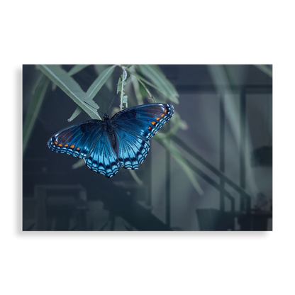 Blue butterfly