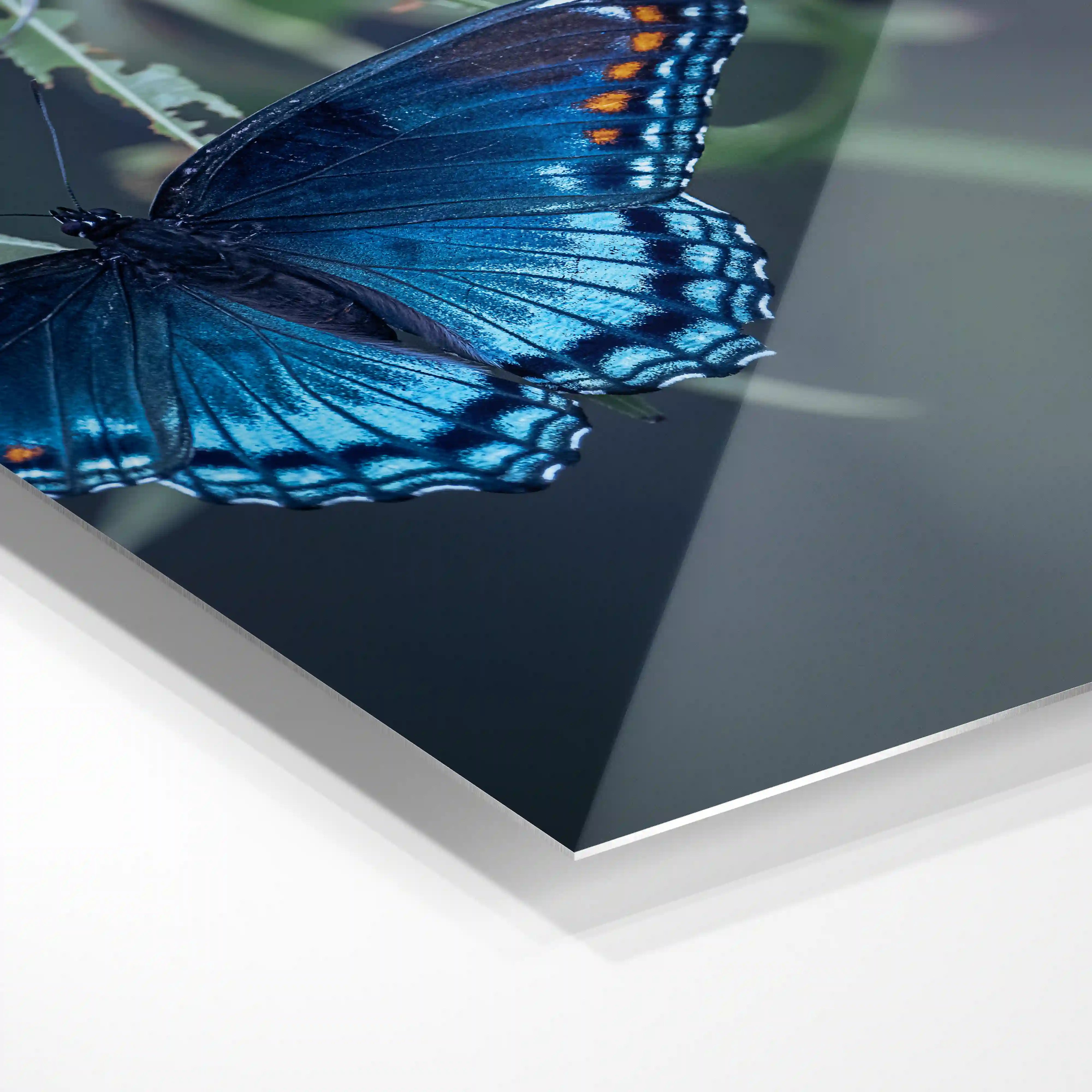 Blue butterfly