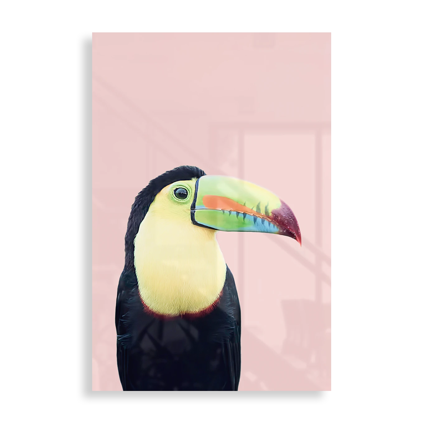 Colourful Toucan