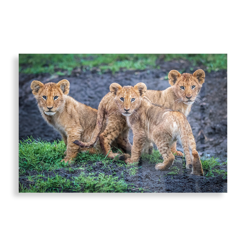 Lion cubs waiting