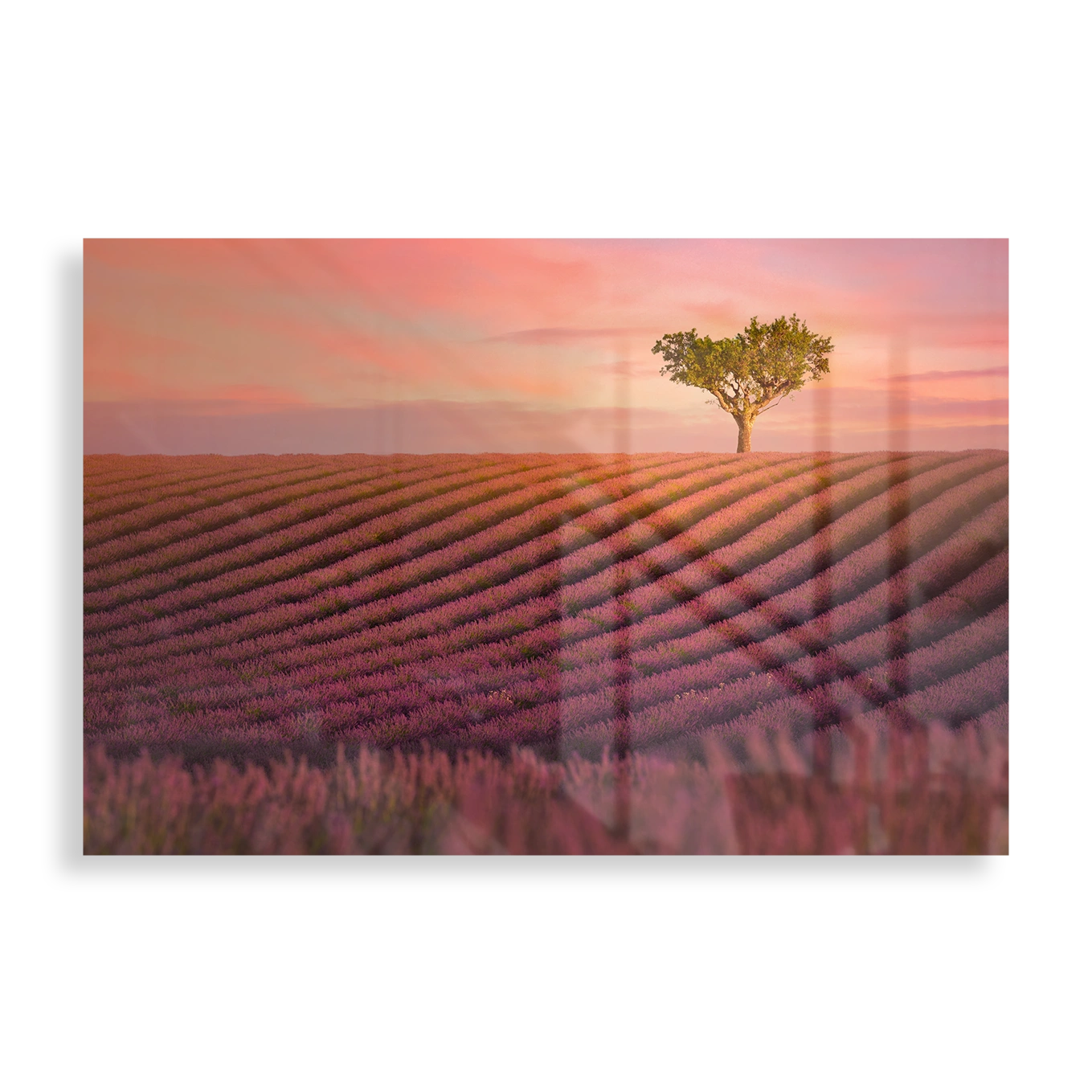 Lavender field